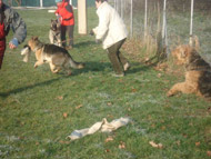 obrázek cvičení psa ochránce na cvičišti v Troji