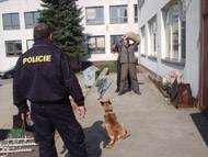 obrázek cvičení psa ochránce spolupráce z českou policii