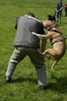 obrázek cvičení psa ochránce