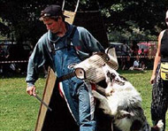 obrázek Michala Andrýska při tréninku psa Foresta v Troji