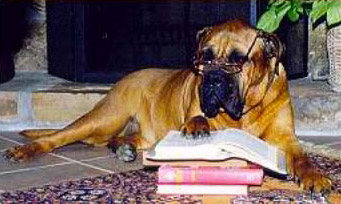 obrázek psa s knihou